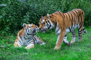 Tigers