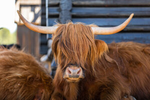 Skotsk Høylandsfe/Highland cattle